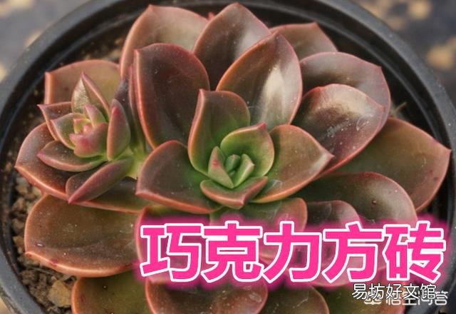 这个多肉的名字是什么?