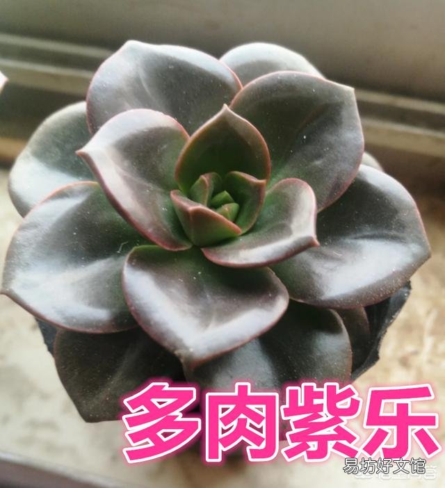 这个多肉的名字是什么?