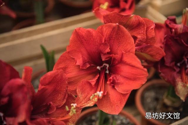 为什么花卉在花圃很绿，买到家后慢慢变黄？