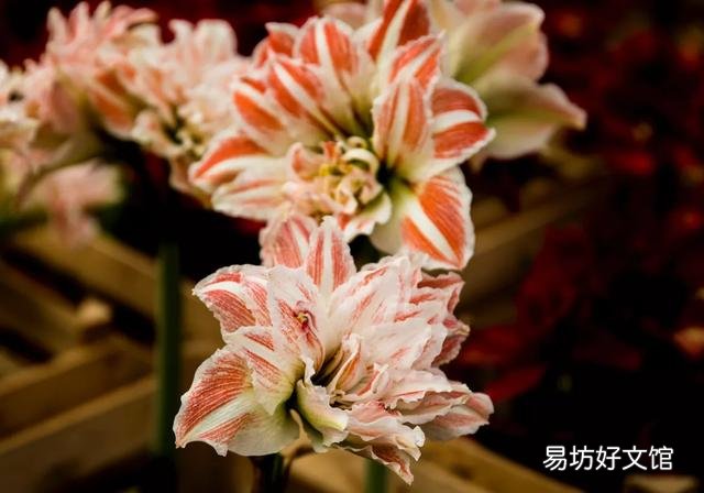 为什么花卉在花圃很绿，买到家后慢慢变黄？