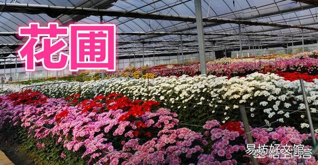 为什么花卉在花圃很绿，买到家后慢慢变黄？