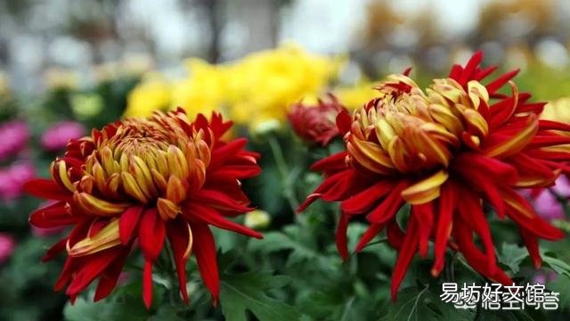 图中这种大菊花的盆栽哪里买？