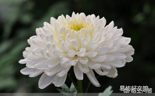 图中这种大菊花的盆栽哪里买？