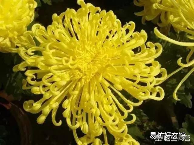 图中这种大菊花的盆栽哪里买？