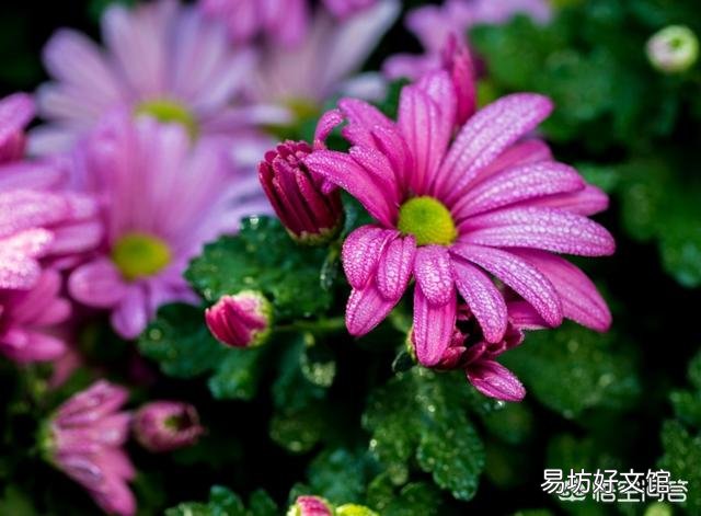 图中这种大菊花的盆栽哪里买？
