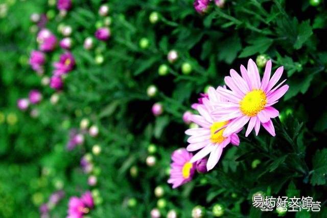 图中这种大菊花的盆栽哪里买？