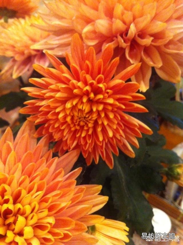 图中这种大菊花的盆栽哪里买？