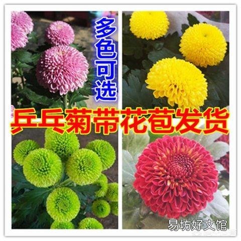 图中这种大菊花的盆栽哪里买？