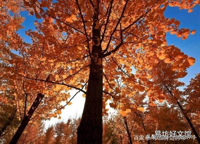 银杏适合嫁接到杏树上吗?