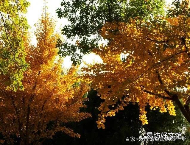 银杏适合嫁接到杏树上吗?