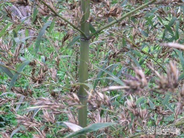 竹子是草还是树,为什么?