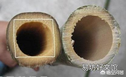 竹子是草还是树,为什么?