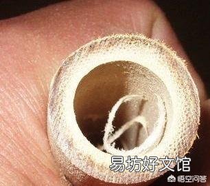 竹子是草还是树,为什么?