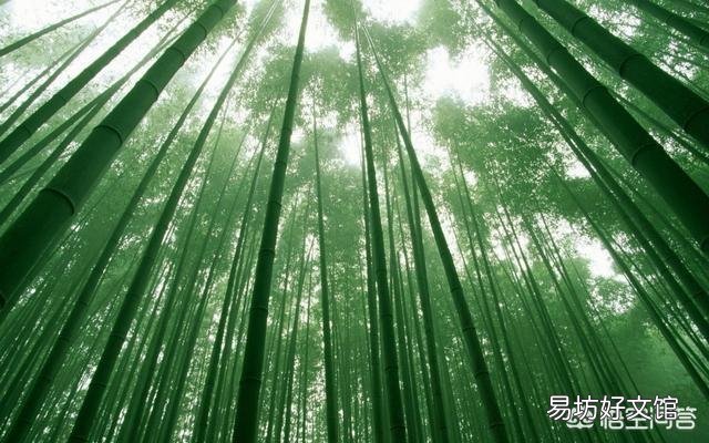 竹子是草还是树,为什么?