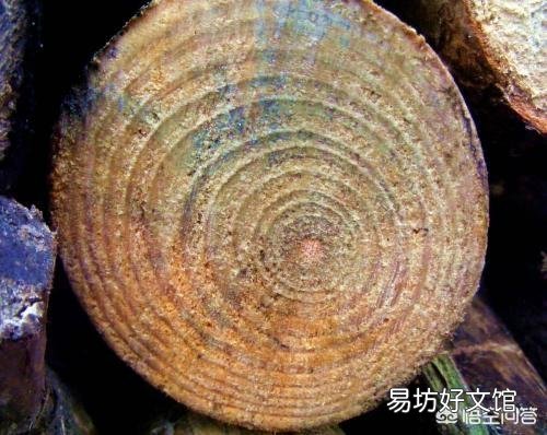 竹子是草还是树,为什么?