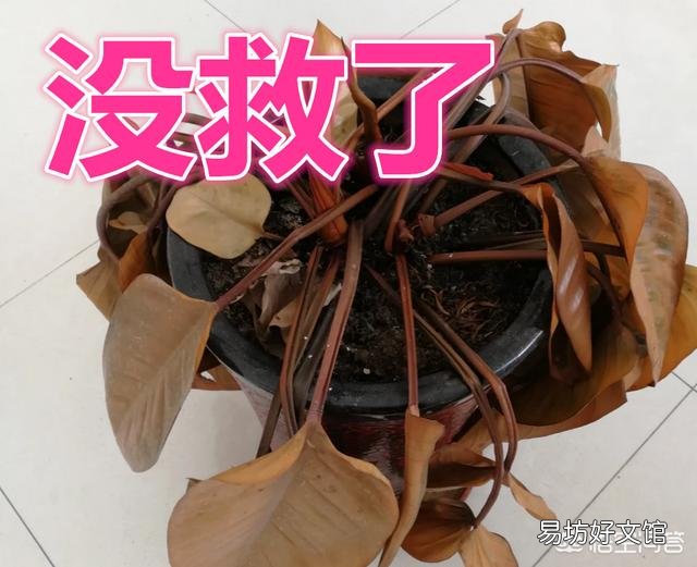 这盆花该怎么护理?