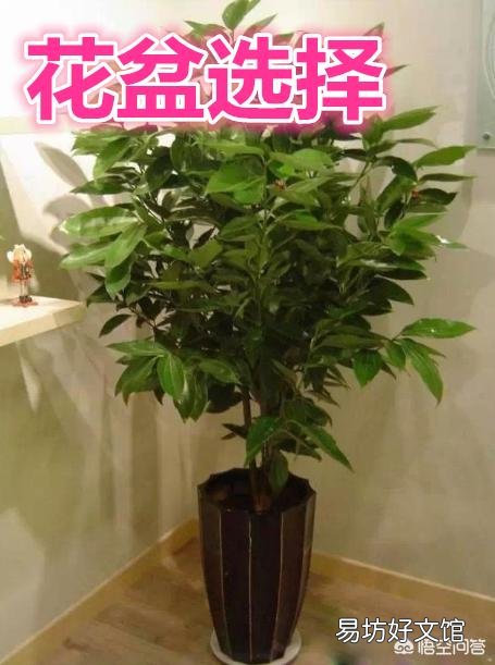 平安树用什么花盆好？