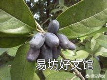 桂花树开花会结果吗?