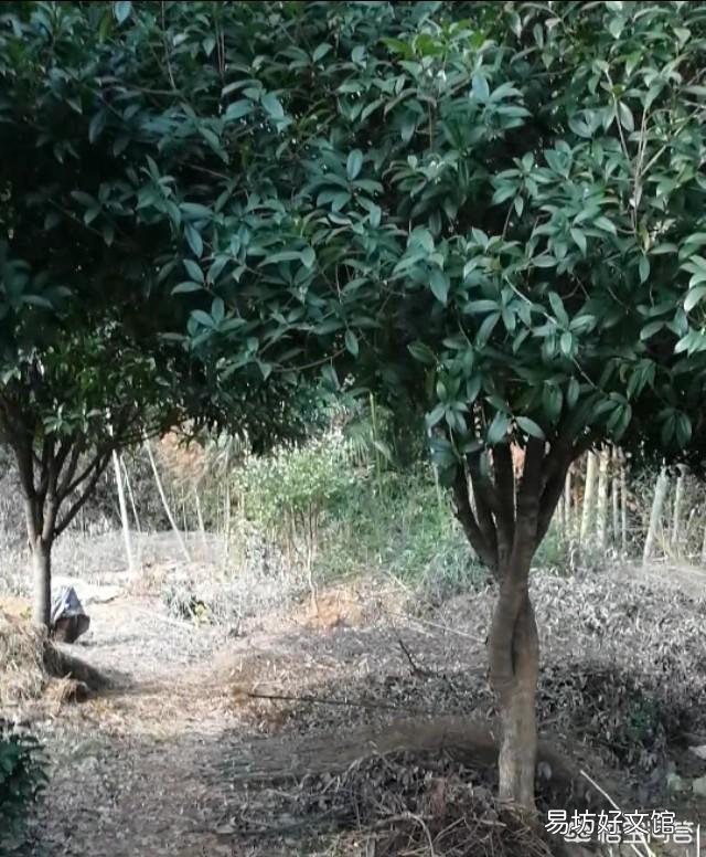桂花树开花会结果吗?
