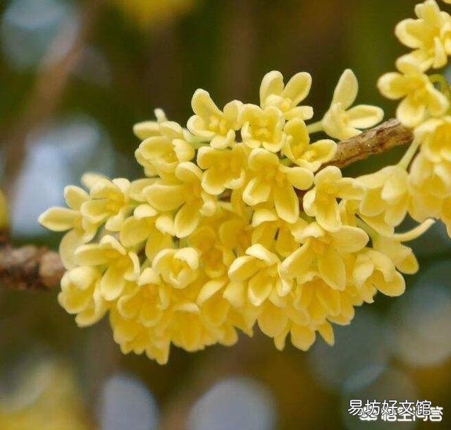 桂花树开花会结果吗?