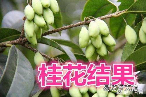 桂花树开花会结果吗?
