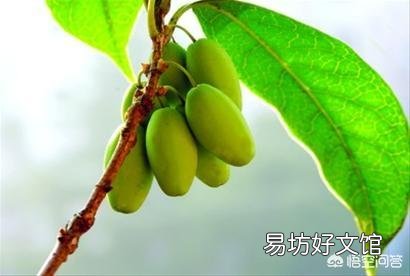 桂花树开花会结果吗?