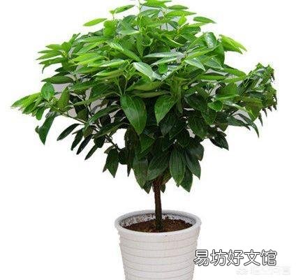 怎样才能养好平安树呢?