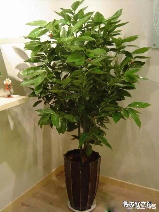 怎样才能养好平安树呢?
