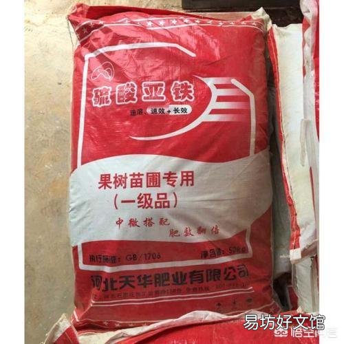 怎样才能养好平安树呢?