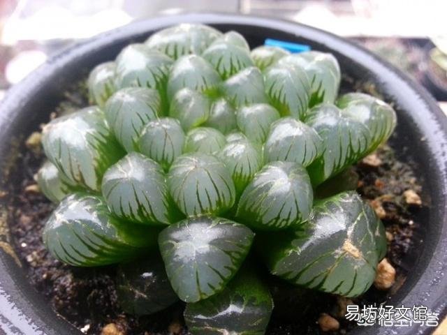 如何养殖多肉植物中的冰灯玉露？