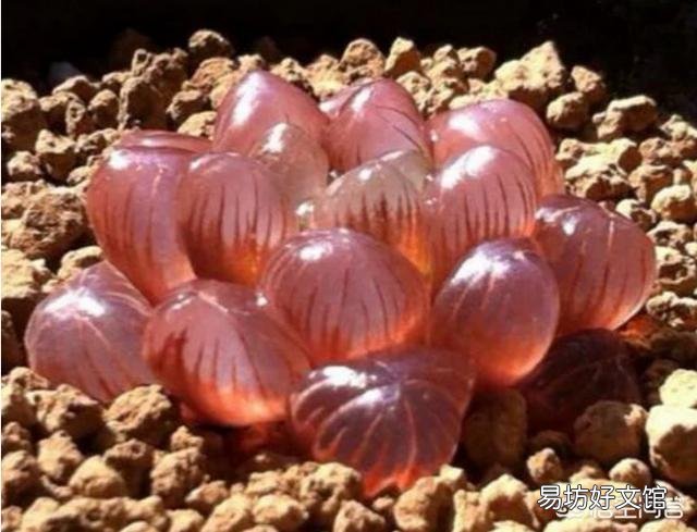 如何养殖多肉植物中的冰灯玉露？