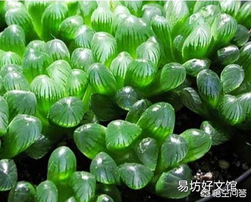 如何养殖多肉植物中的冰灯玉露？