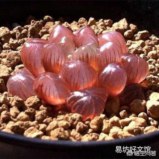 如何养殖多肉植物中的冰灯玉露？