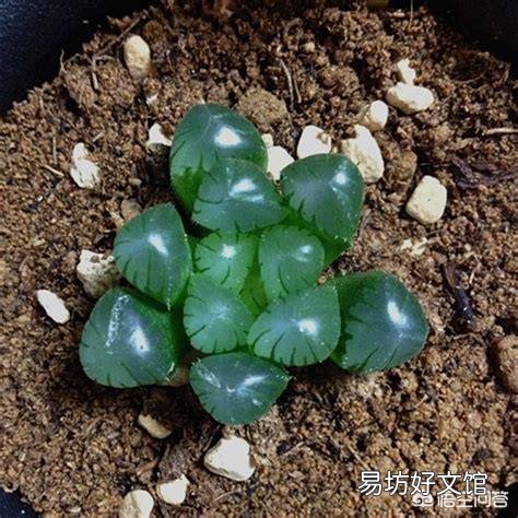 如何养殖多肉植物中的冰灯玉露？