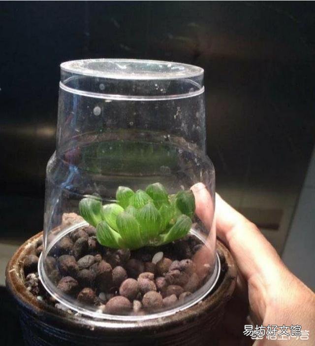 如何养殖多肉植物中的冰灯玉露？