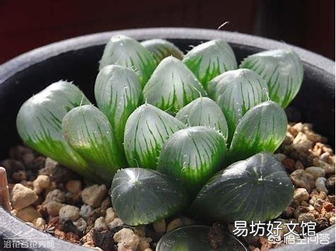 如何养殖多肉植物中的冰灯玉露？
