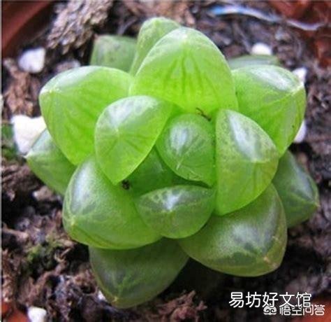 如何养殖多肉植物中的冰灯玉露？