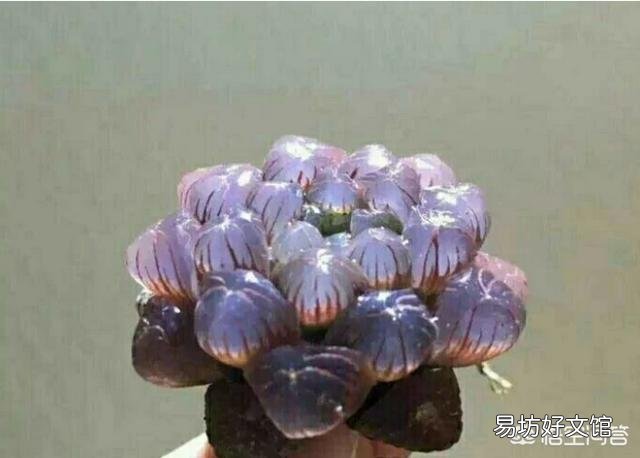 如何养殖多肉植物中的冰灯玉露？