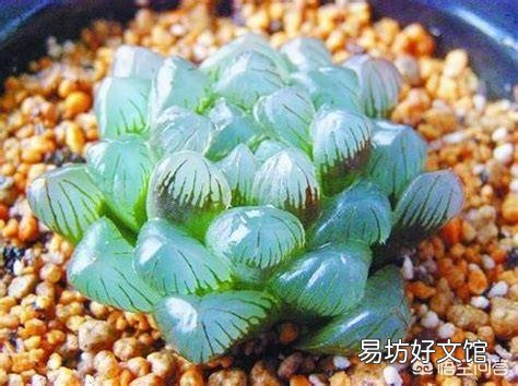 如何养殖多肉植物中的冰灯玉露？