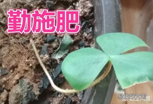 怎样让长根的酢酱草叶子发芽?