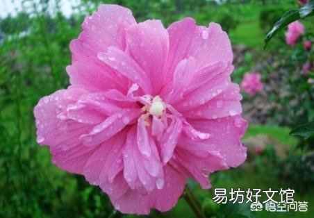 木槿为什么叶子变黄？
