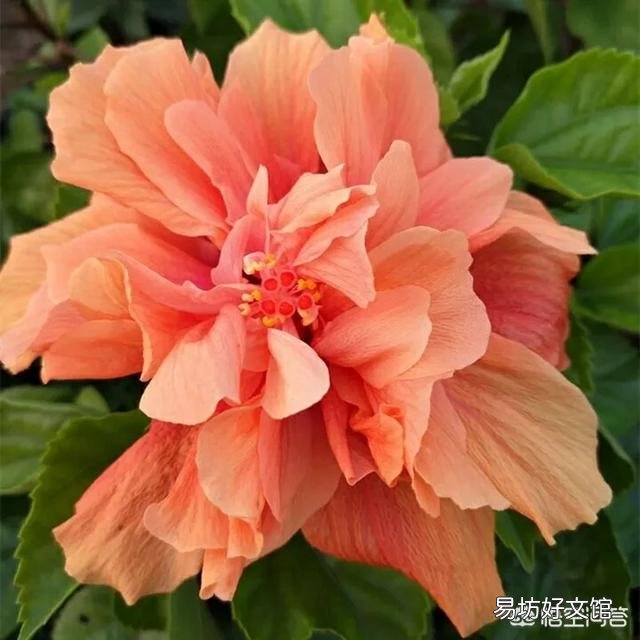 木槿为什么叶子变黄？