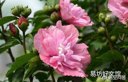木槿为什么叶子变黄？