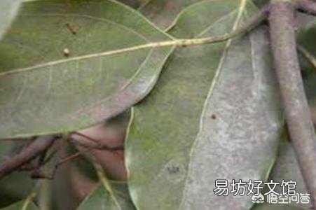 木槿为什么叶子变黄？