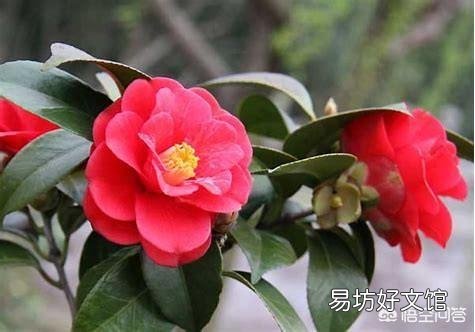 下图的这株山茶怎么样?