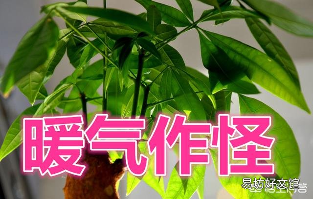 发财树叶子看起来有些蔫了,但花盆里插的竹签看起来不是那么干,应该怎么办?