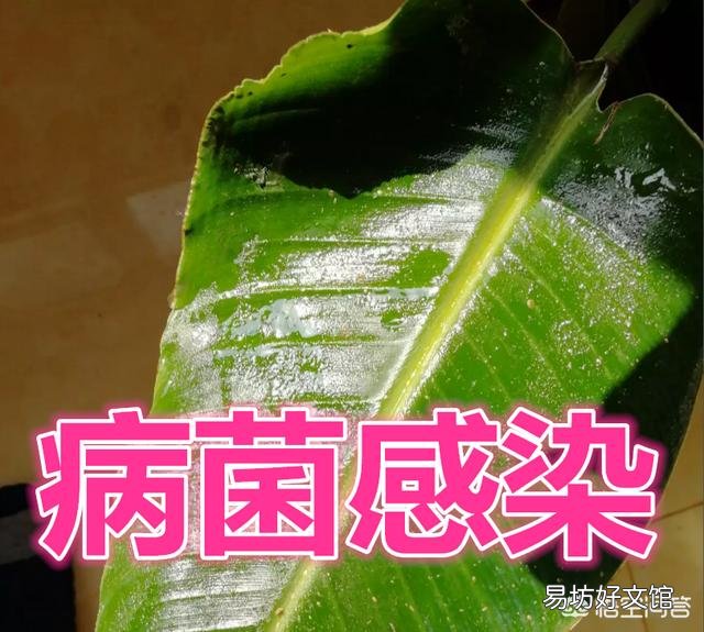 花叶上长油怎么治?