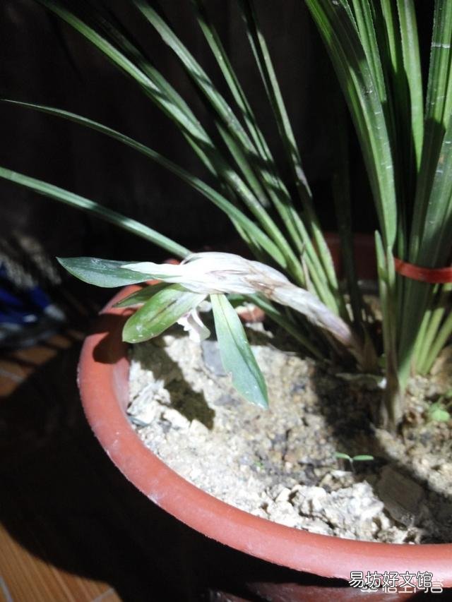 春兰花箭为什么这么短?