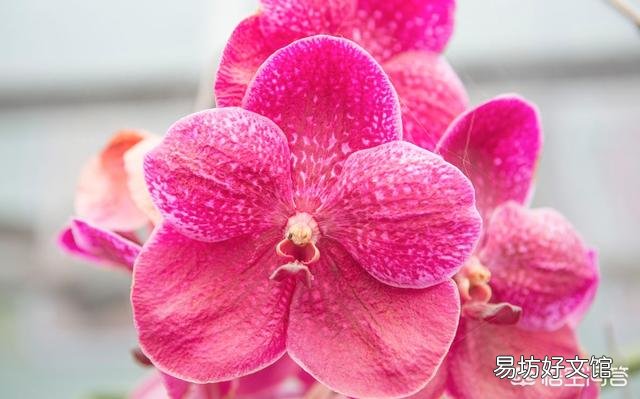 为什么蝴蝶兰花期开花小,花箭也细?