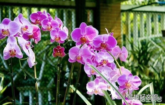 为什么蝴蝶兰花期开花小,花箭也细?